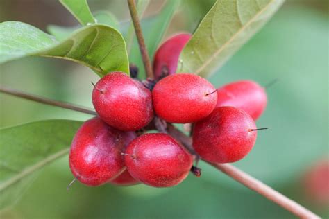 Nagic berry plant